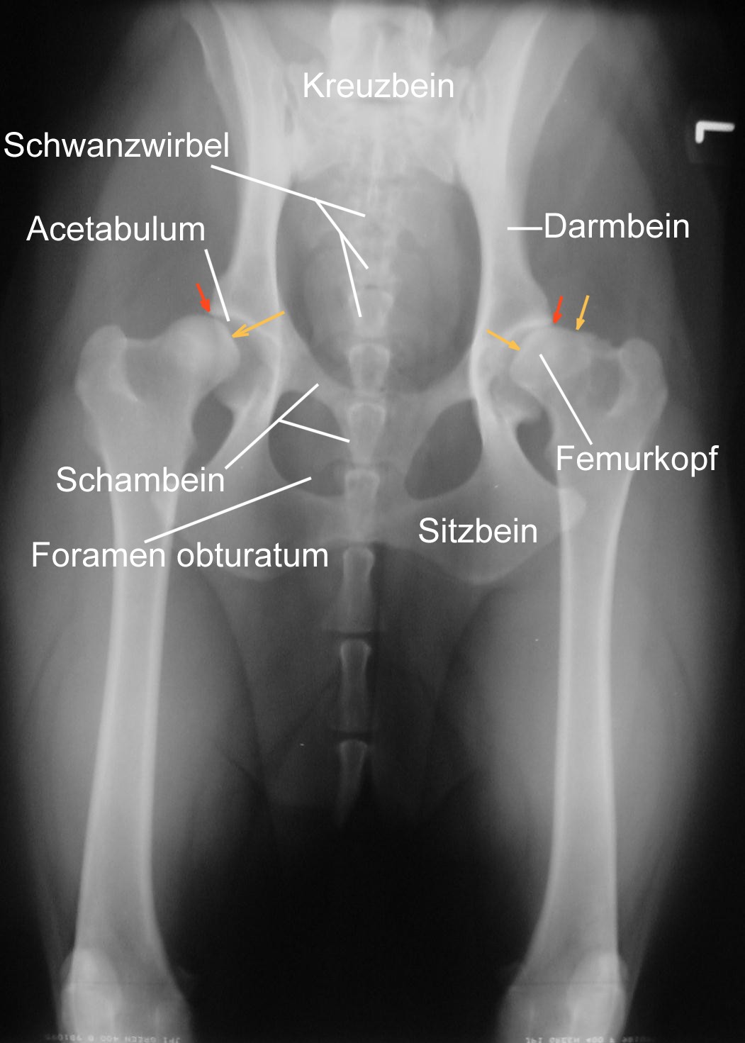 Hüftdysplasie (Hund)