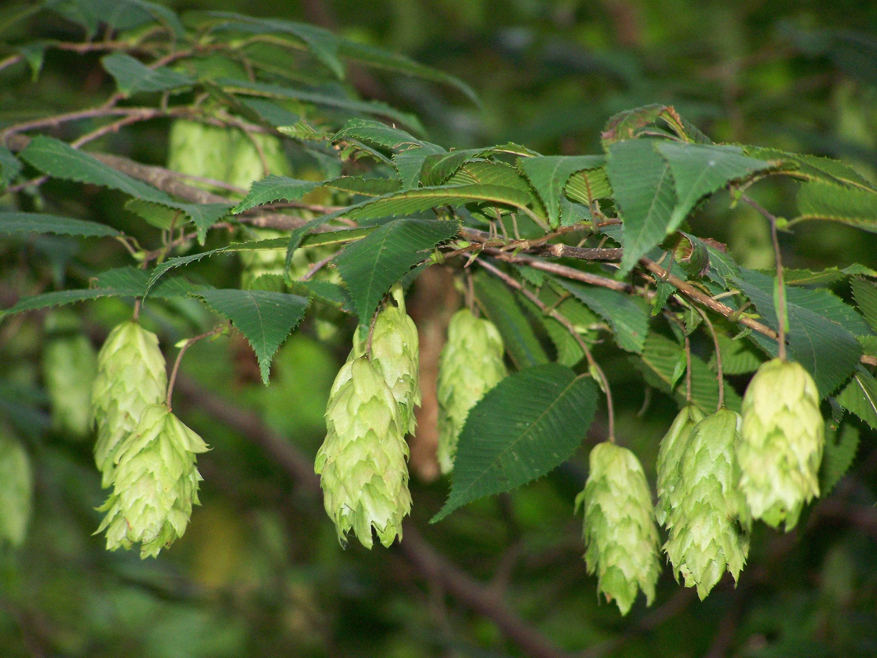 Carpinus