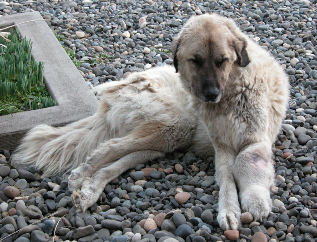 Osteosarkom