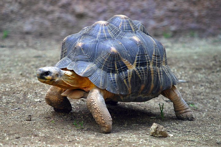 http://de.academic.ru/pictures/dewiki/76/Lightmatter_tortoise.jpg