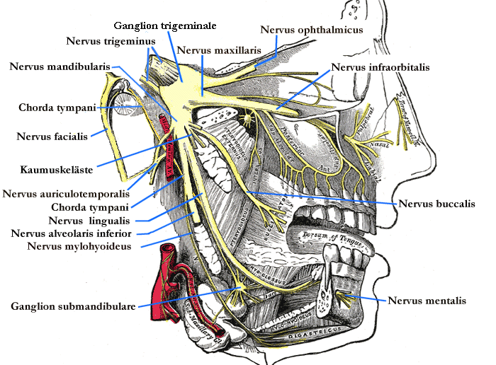 nervus trigeminus mandibularis pterygoideus buccalis lingualis maxillaris trigeminal nerve medialis zygomaticus