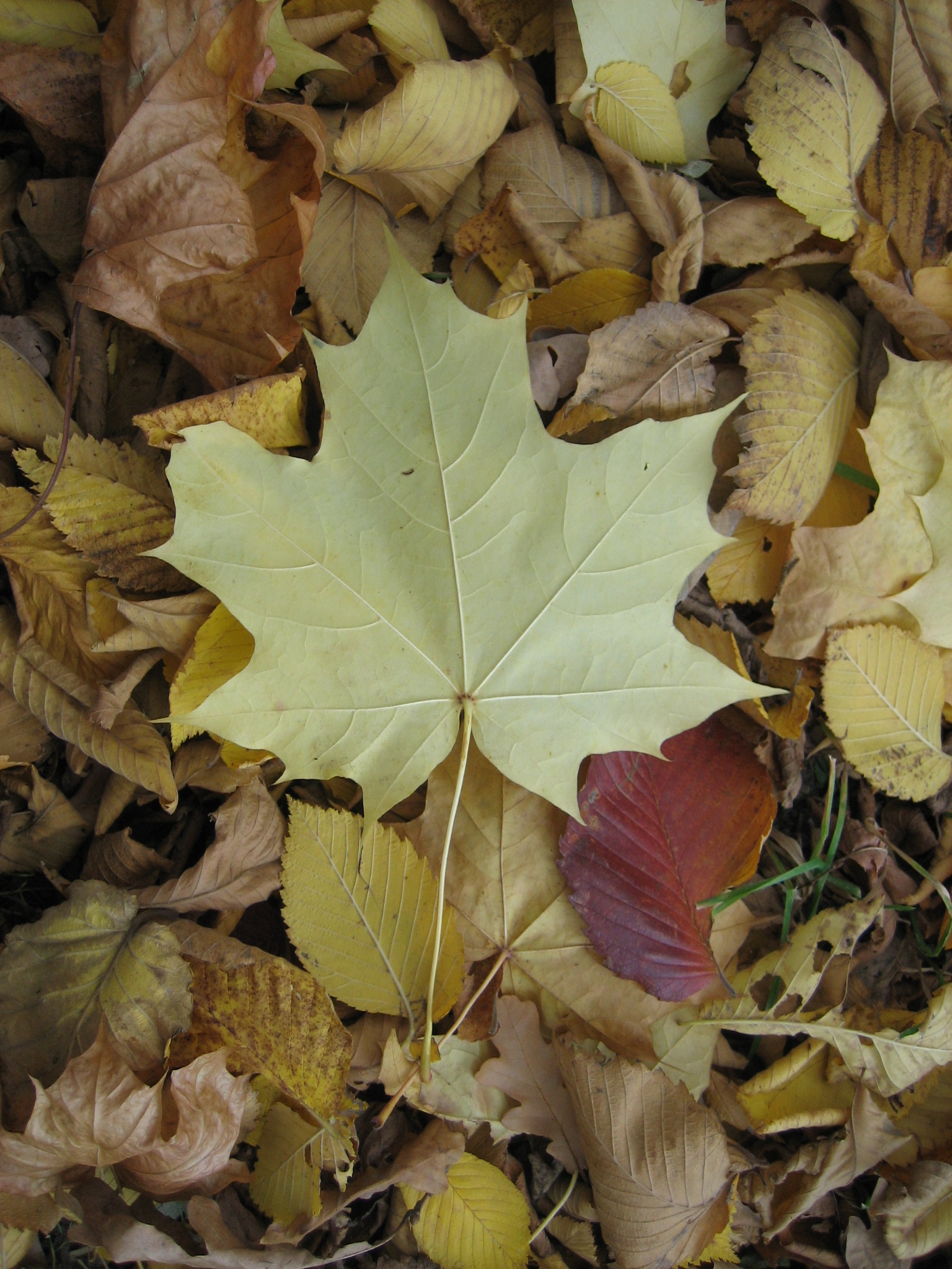 Maple_leaf.jpg