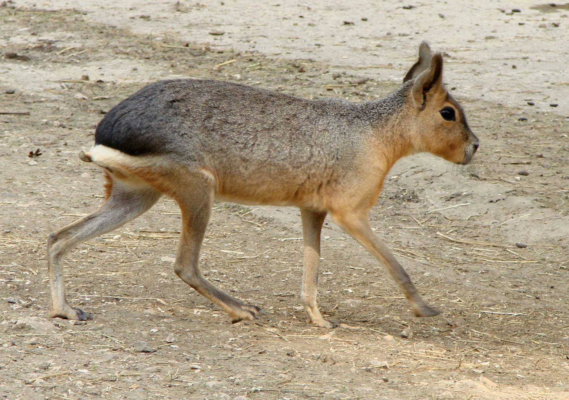 Großer Mara