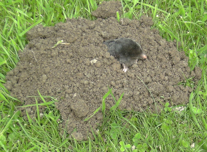 Maulwurfshügel