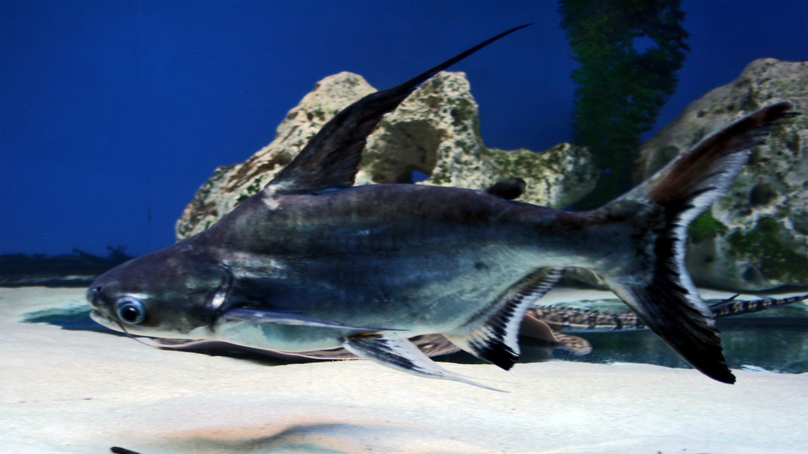 Pangasius Auf Russisch Pangasius Auf Russisch