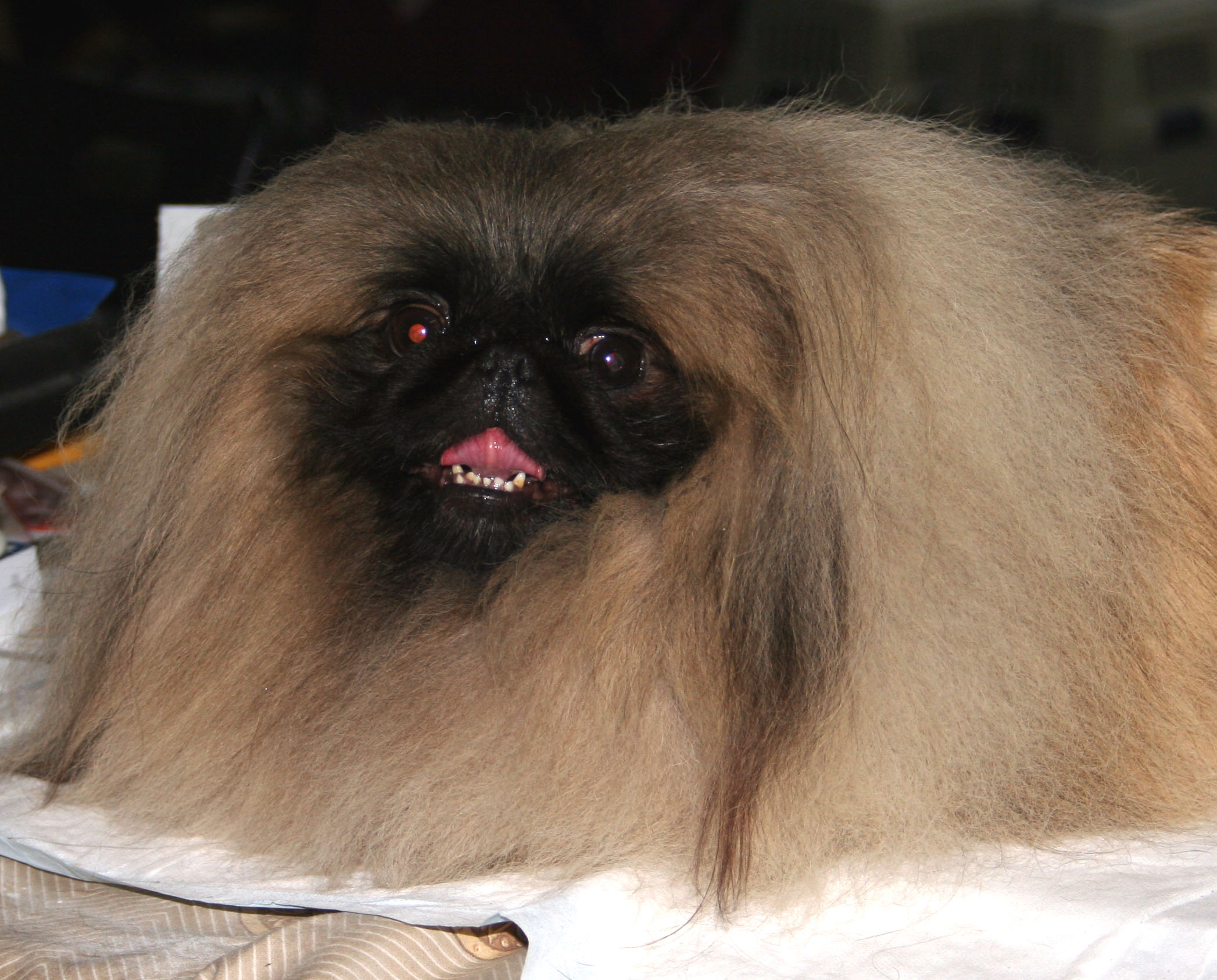 Brachycephalie