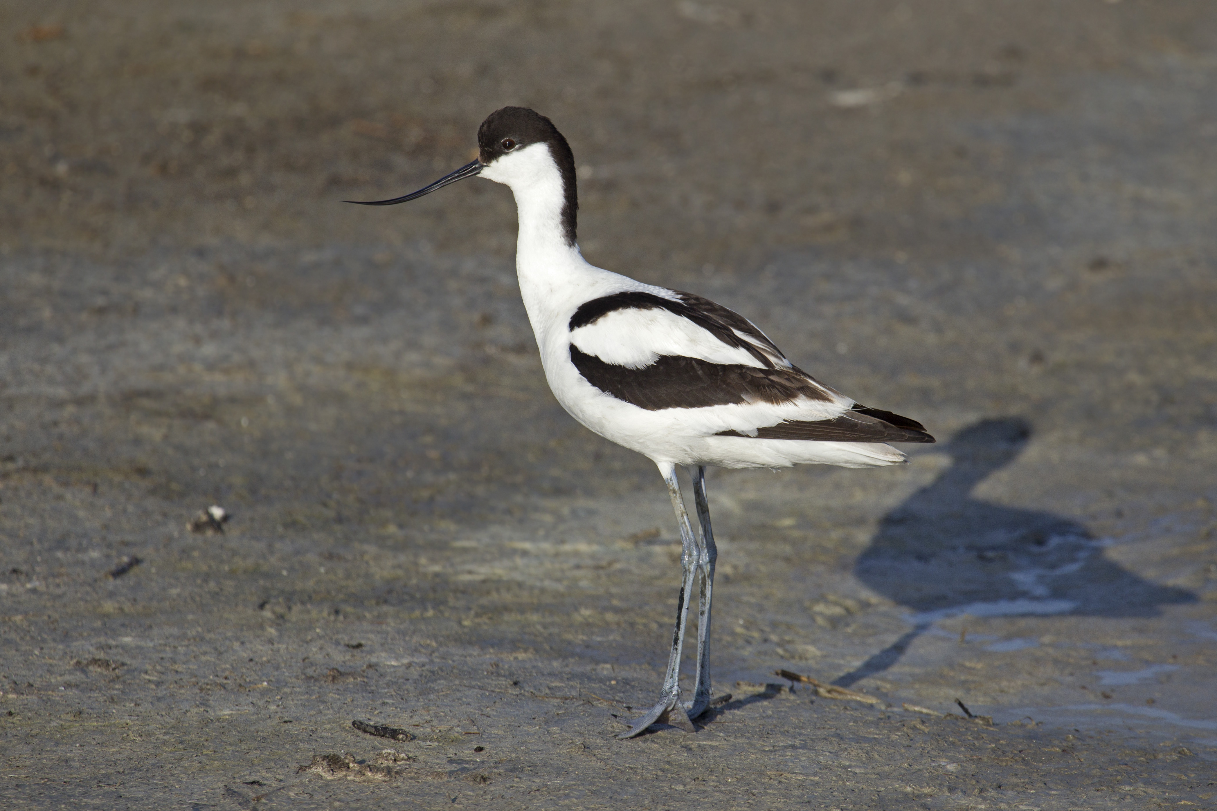 Pied_Avocet_Recurvirostra_avosetta.jpg