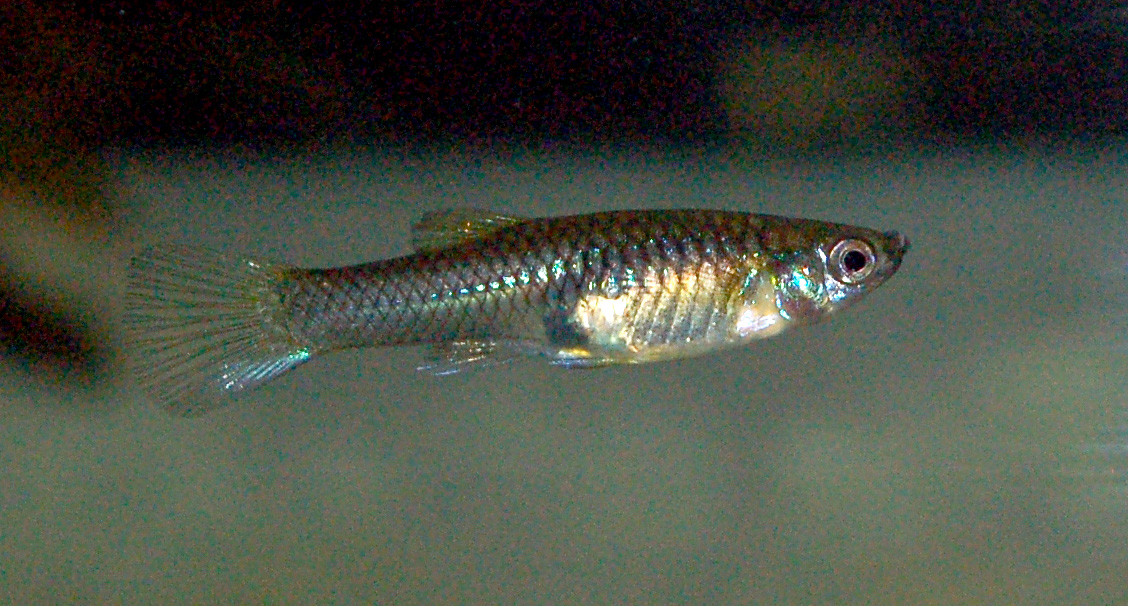 female endlers