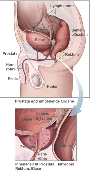 Prostatitis Penis 67