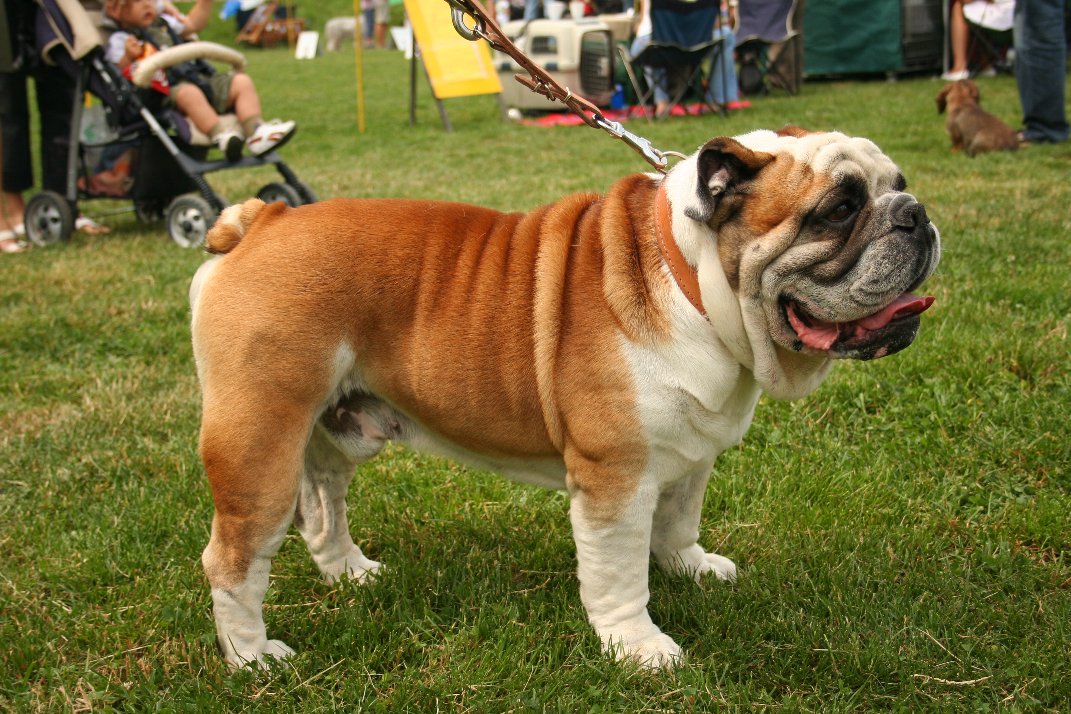 Dog Гјbersetzung Dog Гјbersetzung