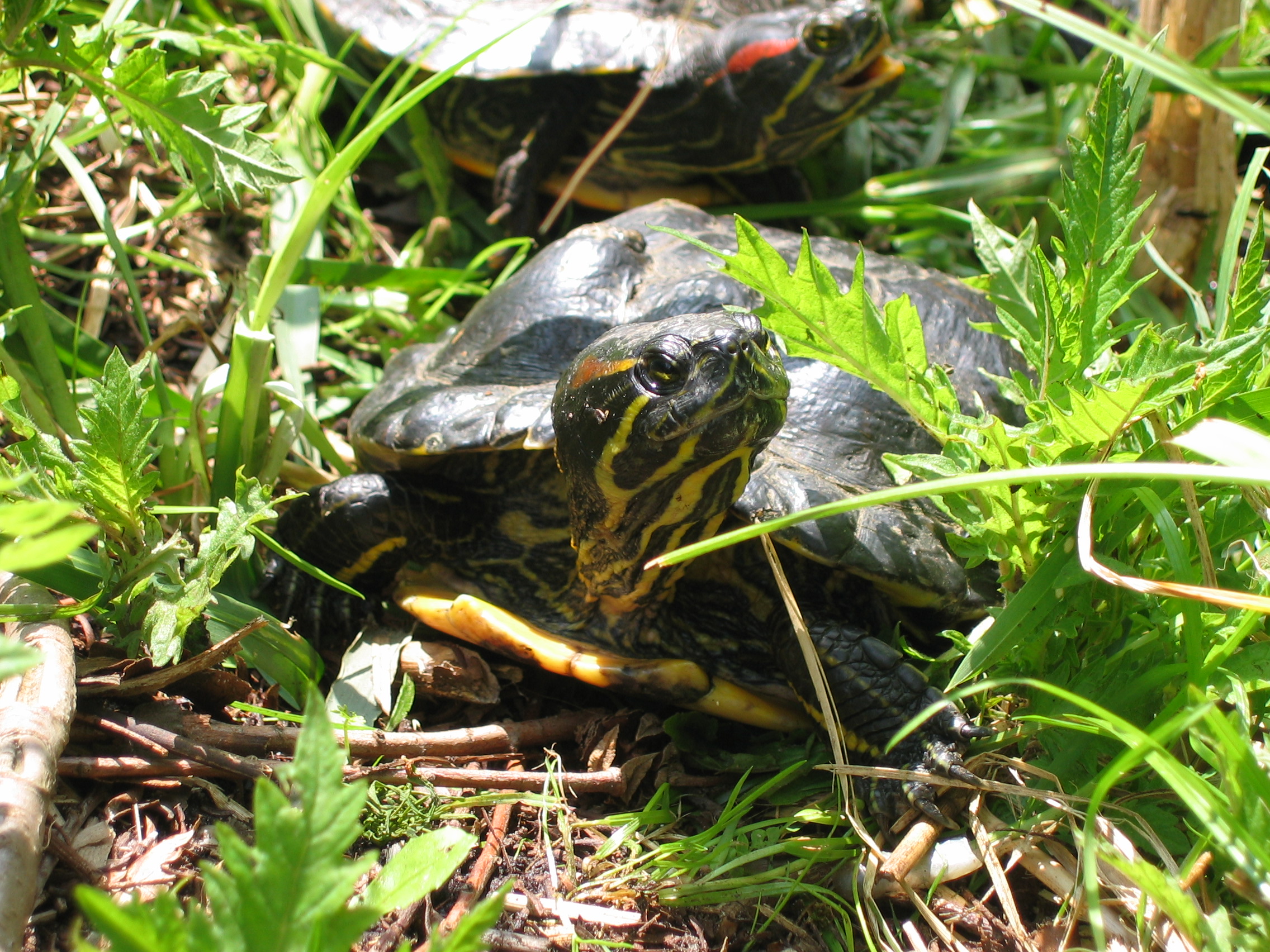 Rotwangen-Schmuckschildkröte