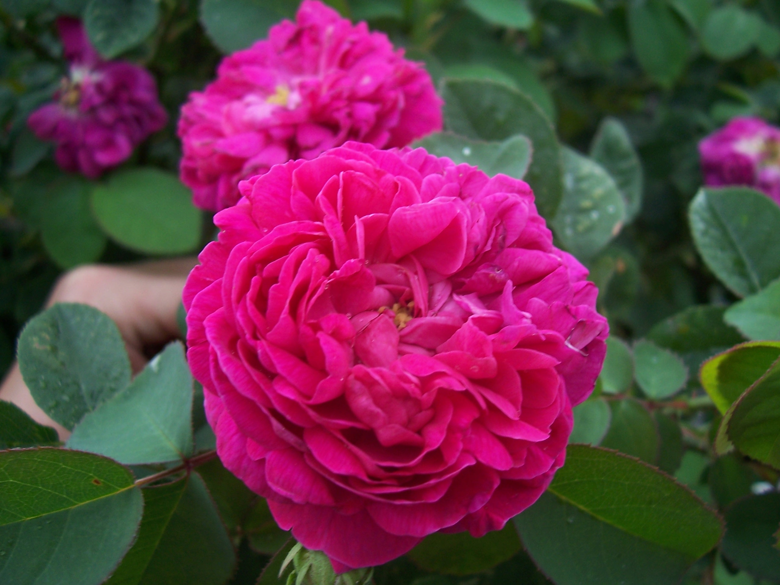 Rosa damascena