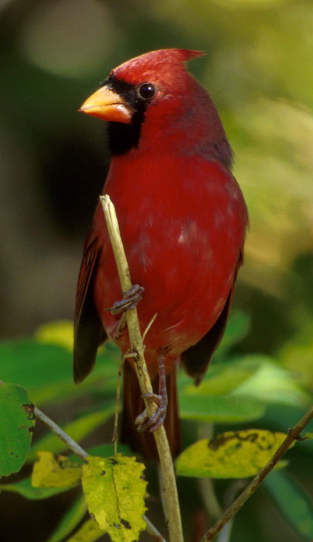 Cardinals Vogel