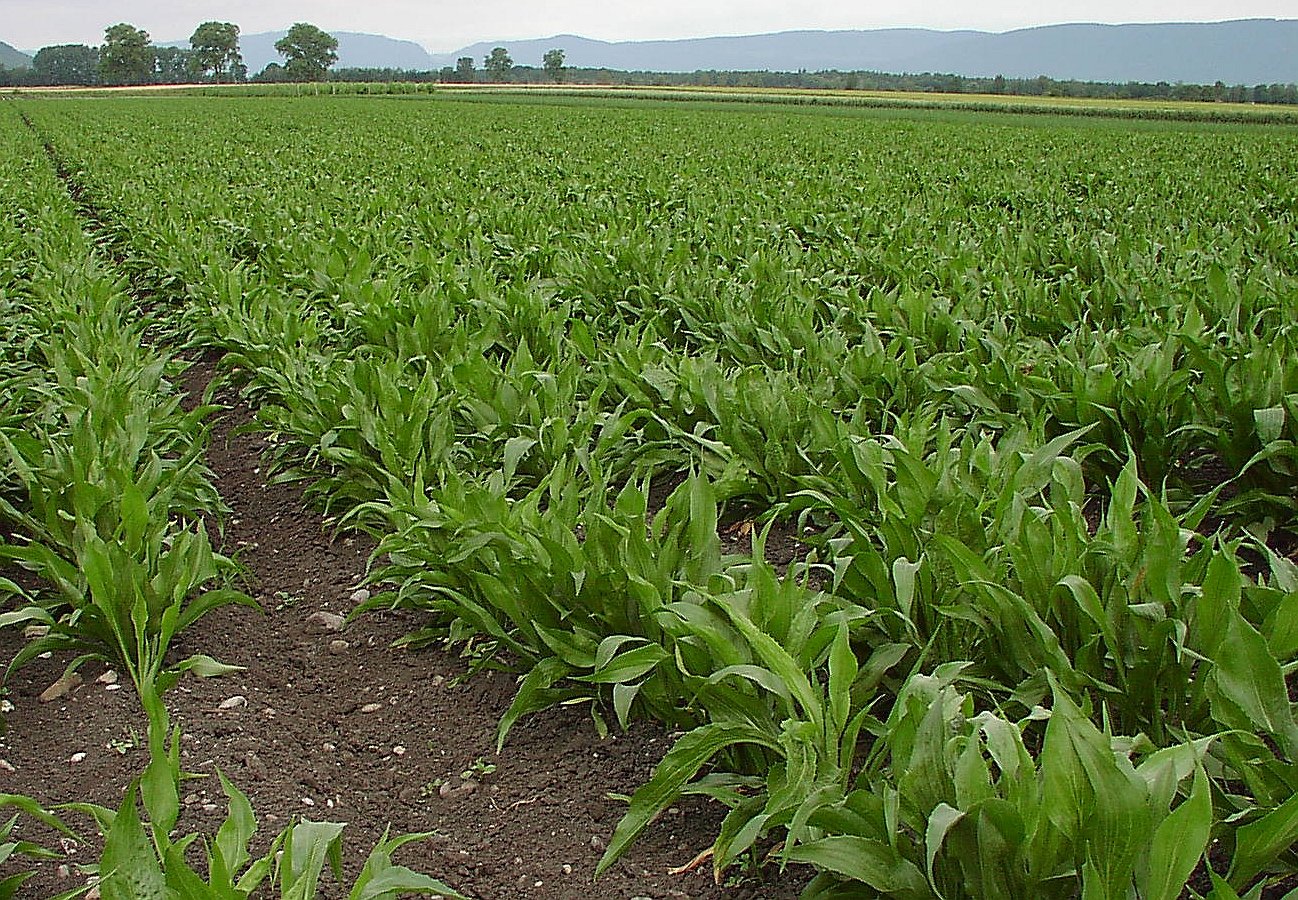 GartenSchwarzwurzel