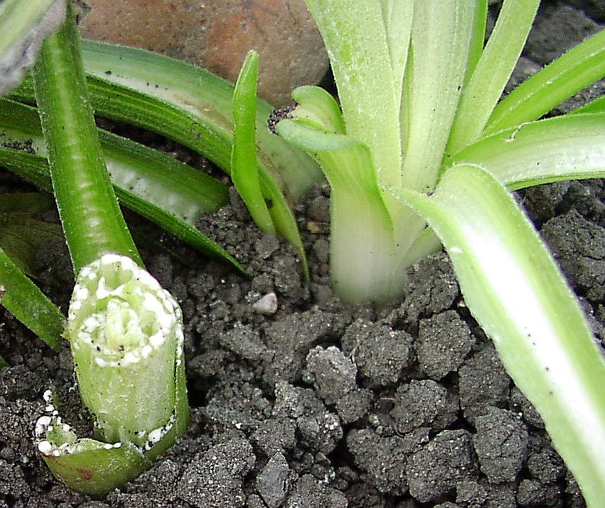 GartenSchwarzwurzel
