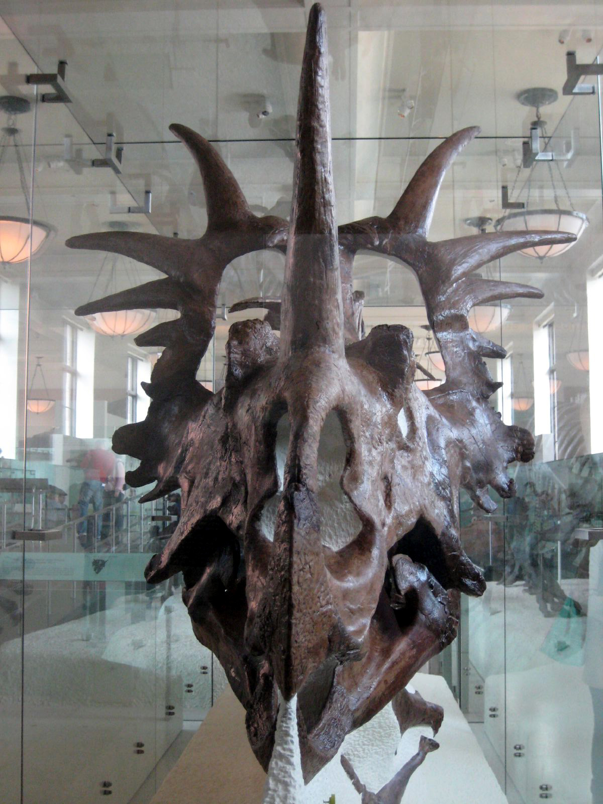 http://de.academic.ru/pictures/dewiki/83/Styracosaurus.jpg