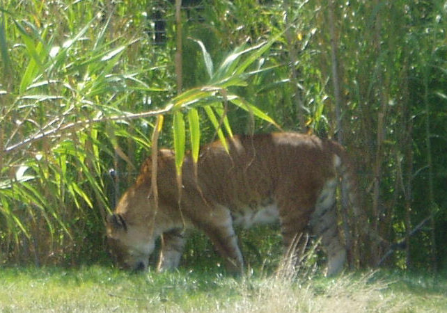 lion jaguar hybrid