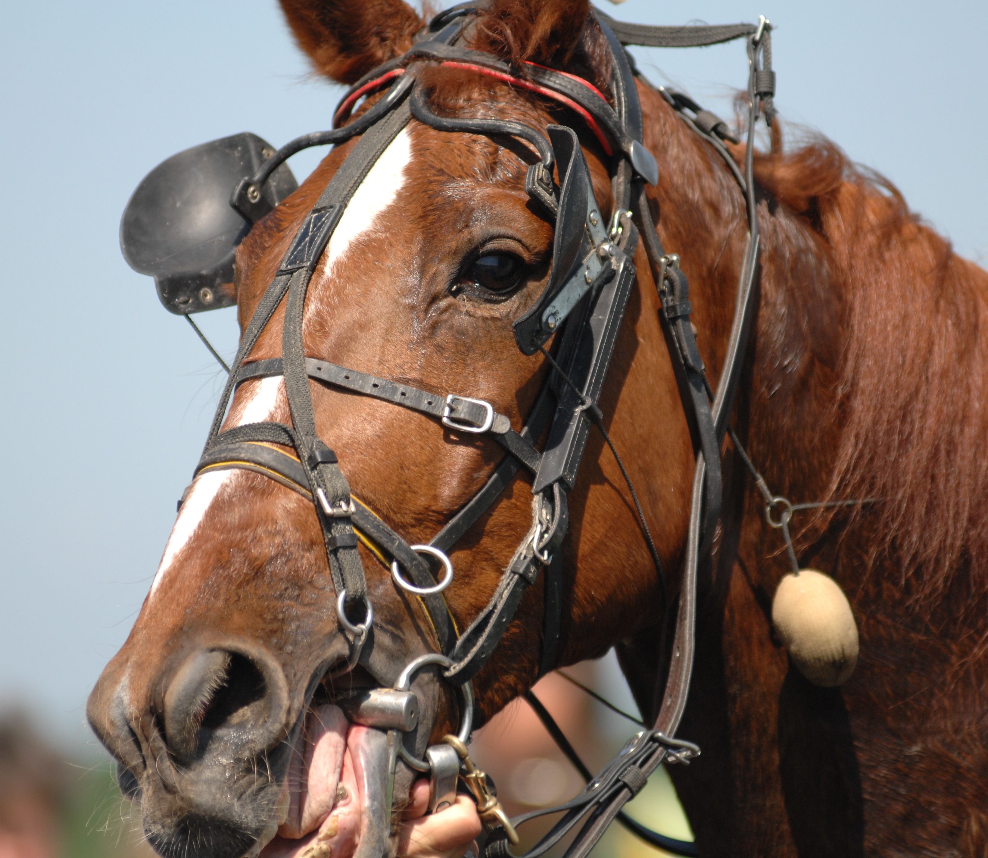 Zungenband Pferd Zungenband Pferd
