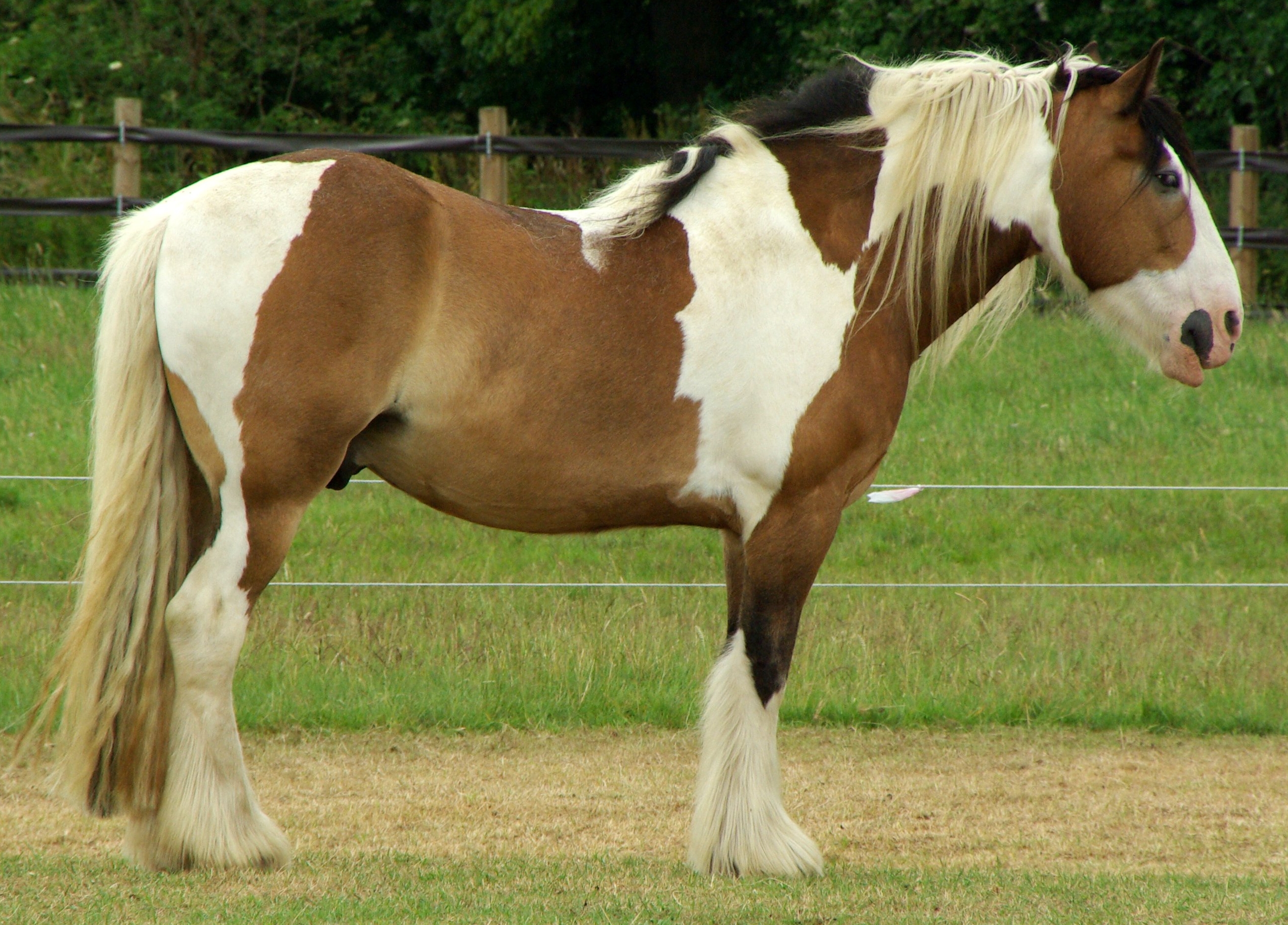 Tinker (Pferd) Tinker (Pferd)