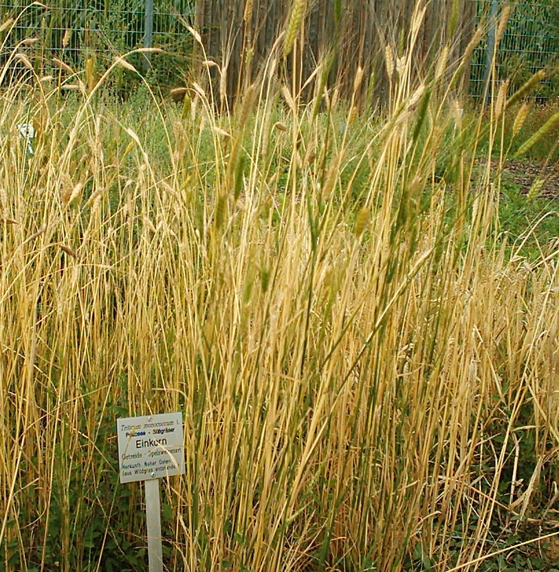 Einkorn Jerf El Ahmar Wikipedia