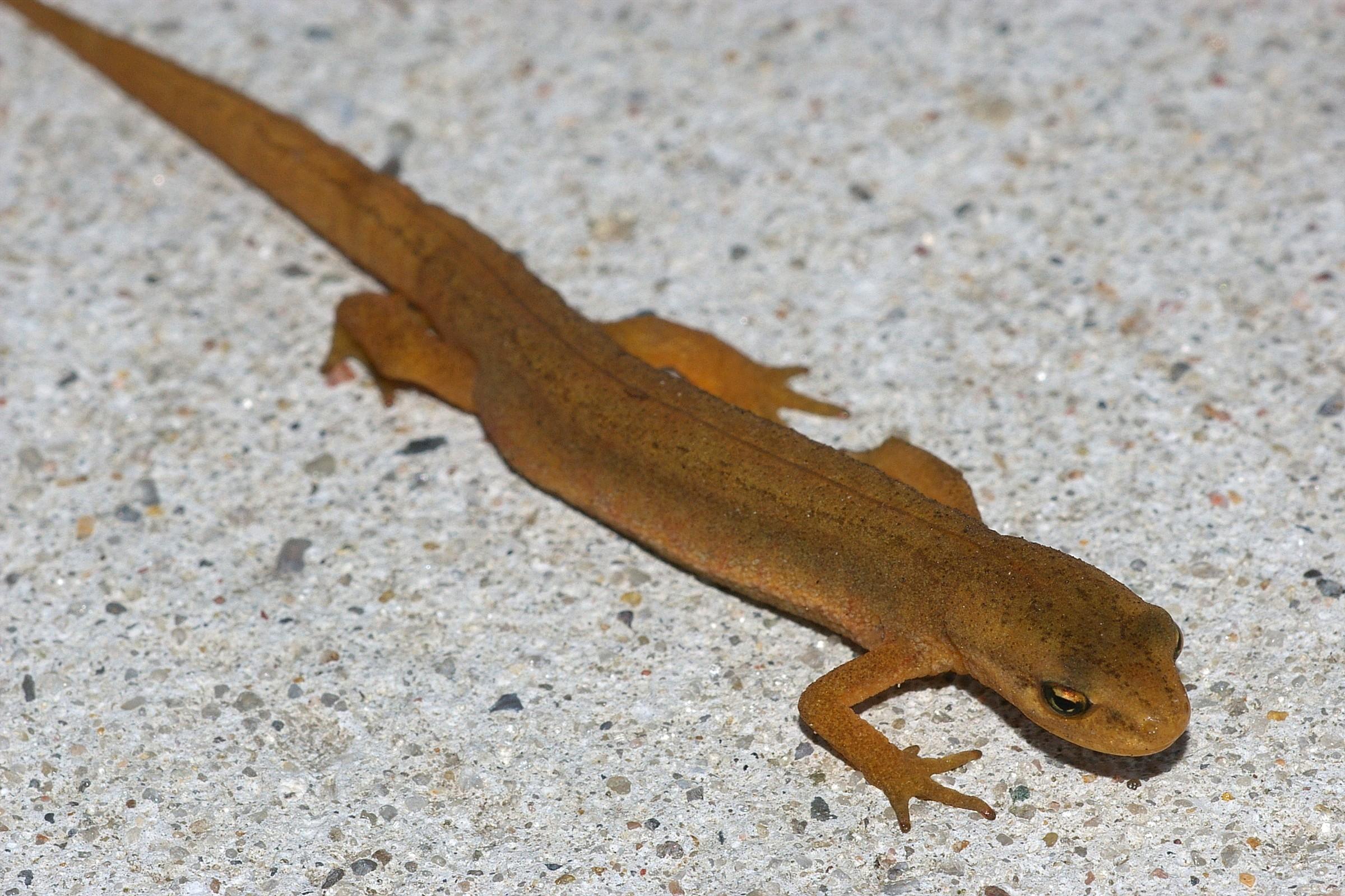 Teichmolch