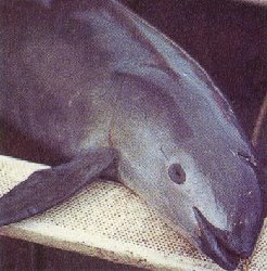 Lo Animales Mas Pequeños del Mundo Lo Animales Mas Pequeños del Mundo
