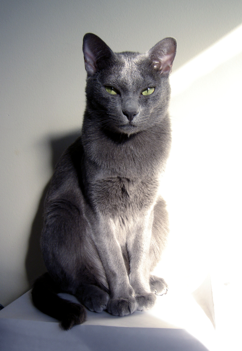 http://de.academic.ru/pictures/dewiki/86/Veda_chat-adulte-male-race-korat.JPG