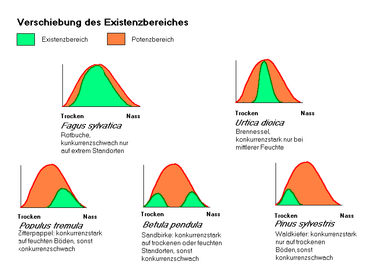 Wieviel muss man die Kniebeugen für die Potenz machen