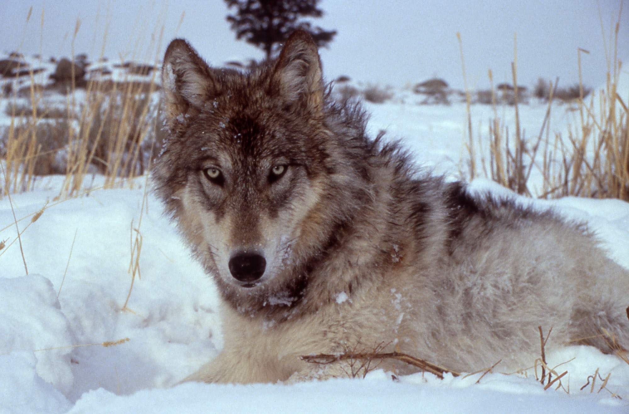 Wolf Schwedisch Wolf Schwedisch