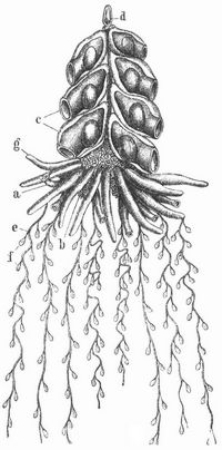 Fig. 3. Eine Siphonophore (Physophora hydrostatica).