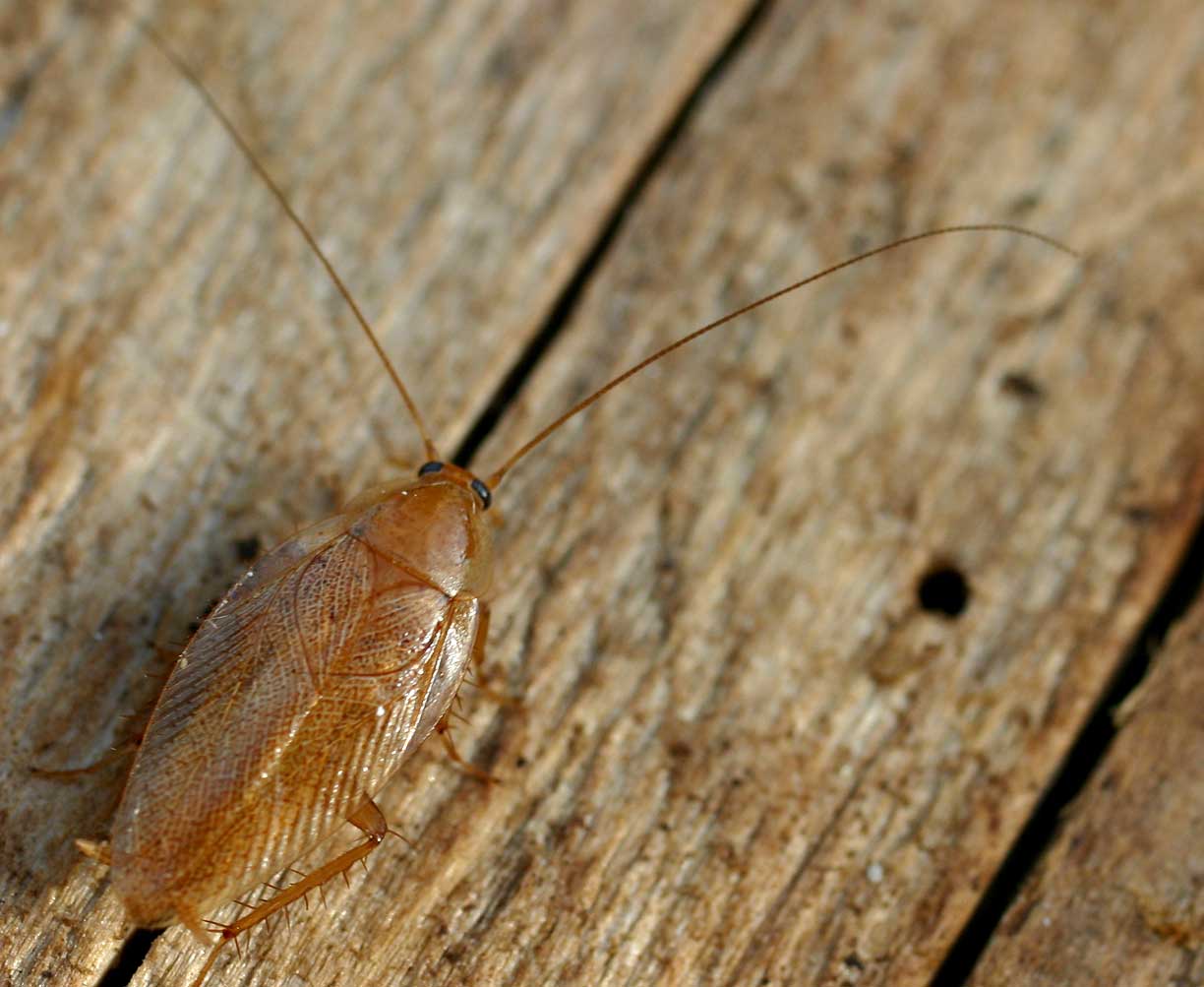 Waldschabe