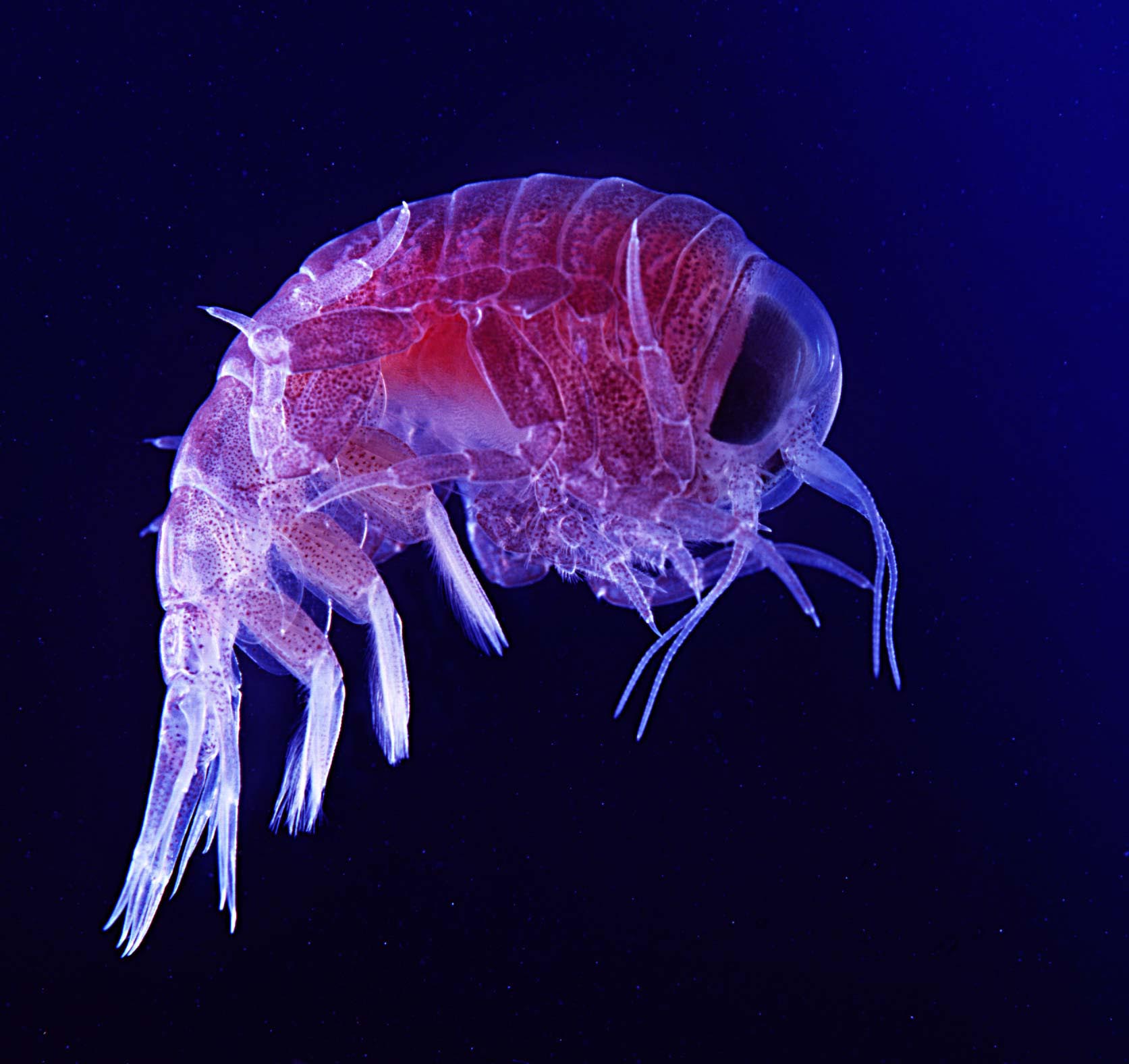Zooplankton
