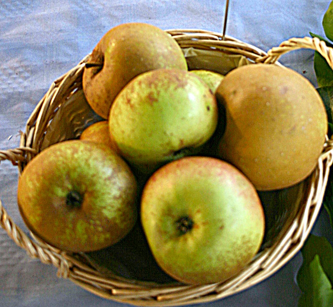 Schöner von Boskoop