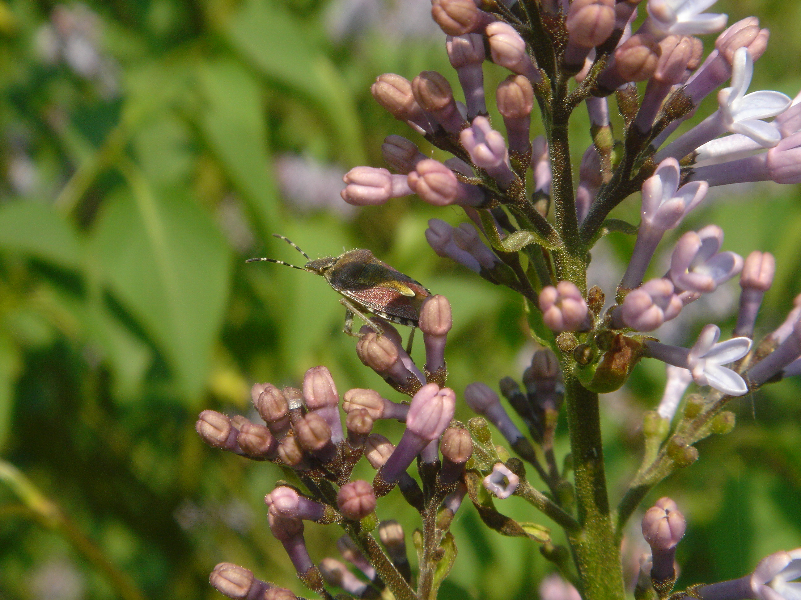 Syringa Reflexa