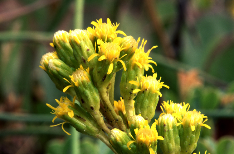 Solidago gigantea