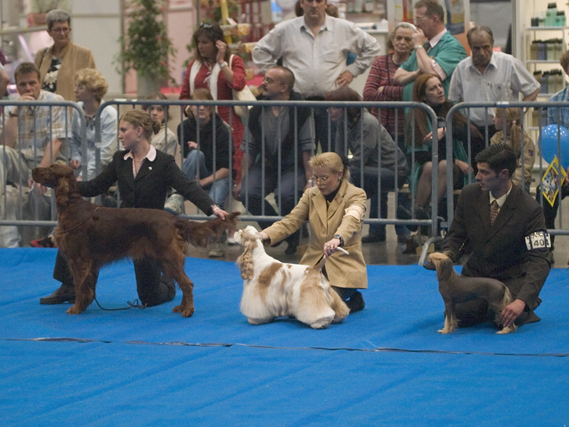 Hundeausstellung
