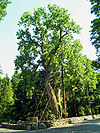 Balmville Tree.jpg