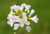 Cardamine pratensis-01 (xndr).jpg