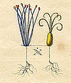 Ehret-Methodus Plantarum Sexualis-X.jpg