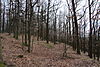 Nature reserve Kněží hora near Katovice (12).JPG