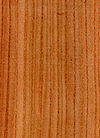 Wood Ulmus glabra.jpg