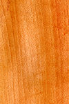 Wood platanus.jpg