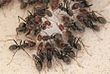 Ants eating01.jpg