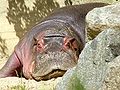 Hippopotamus Bulette from the Berlin Zoological Garden - from Flickr 80792581.jpg