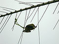 Ploceus cucullatus spilonotus building a nest 050728 07w.jpg