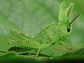 Rabbit Grasshoper Mutant-01611-nevit.jpg