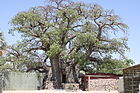 Ombalantu Baobab Tree.jpg