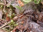 Agelena labyrinthica 01.JPG