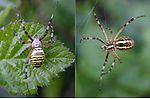 Argiope bruennichi dorsal ventral.jpg