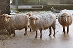 Avis ories-sheep-Coburger Fuchsschaf.jpg